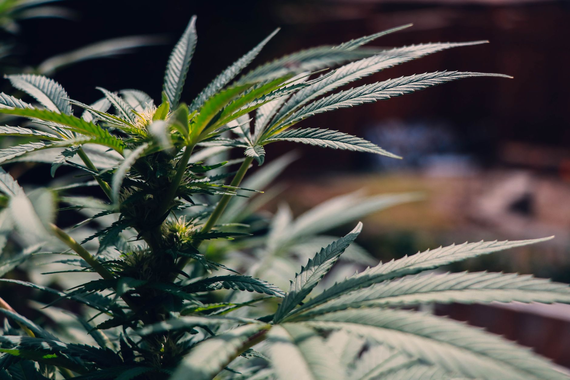 Comprendre les principales options autour du CBD